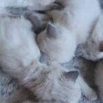 ragdoll kittens