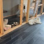 pedigree persian chinchilla kitten last boy left