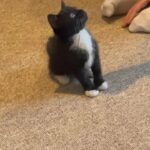 cute kittens