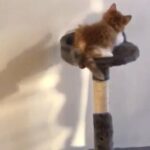 playful kitten for sale