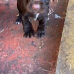 cocker spaniel puppies