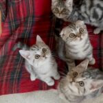 Purest breed Scottish fold/ straight kittens