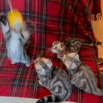 pedigreed Scottish fold straight kittens