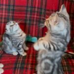 Pure breedScottish fold / straight kittens