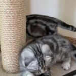 Last available Scottish fold boy