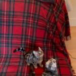 purest breed Scottish fold/ straight kittens