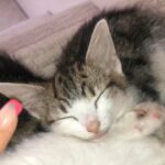 Cute kitten is looking for a lovely home! ?