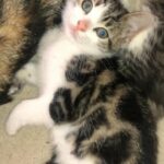 baby boy is looking for a lovely home!?