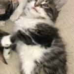 fluffy handsome boy is looking for a new home! ?