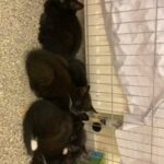 kitten
