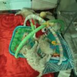 FOR sale puppies