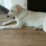 labrador