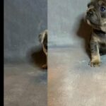 PRICE DROP!! frenchies for sale!