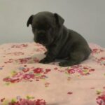 Top quality French Bulldogs for sale