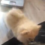 Pomeranian puppies good pedigree
