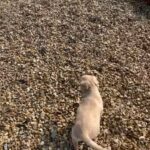 Puppies for sale ready to leave Labrador retrievers I have four girls one boy left