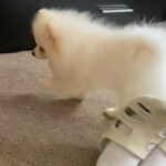 Mini Pomeranian