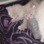 British shorthairs for sale