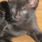 all black beautiful kitten, 12 weeks old