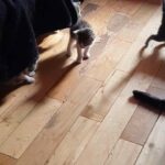 baby kittens