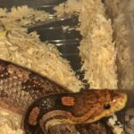 Cornsnake
