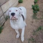American bully xl