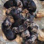 STUNNING SILVER MERLE GOLDEN DOODLES