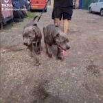 ABKC XL BULLYS