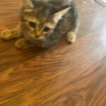 tabby kitten