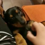 Cute Female Dachshund