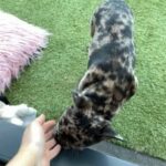 beautiful Merle french bulldog girl