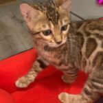 TICA Registered Large Rosetted Bengal Female