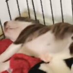 beautiful pups for sale