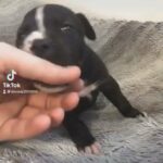 American staffy
