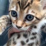 High Quality Rosetted Bengal Female