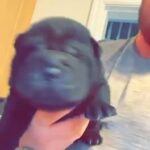 sharpei