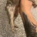 female lilac merl french bulldog