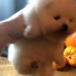 kc Pomeranians boys and girls ready for Christmas