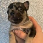 male merl french bulldog