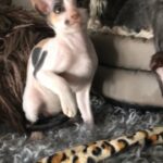 pedigree Cornish rex boys and girls for sale