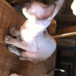 pedigree girl Cornish Rex ready now.pet price.