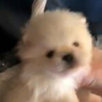 Pomeranians