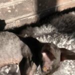 cornish rex pedigree kittens