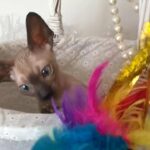 pedigree cornish rex kittens for sale!