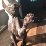 cornish rex pedigree girl