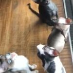 Cornish rex kittens for sale ready now!