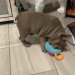 lilac English bulldog puppy