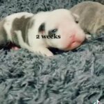 Leila’s old tyme bulldog puppies