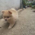 stunning Pomeranian Puppies