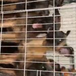 BELGIAN MALLINOIS X AKITA PUPPIES FOR SALE